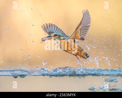 Europäischer Eisvogel (Alcedo atthis). River Kingfisher Flying, nachdem er aus dem Wasser auftaucht und Fische auf hellem natürlichem Hintergrund fängt. Wildtiere Sce Stockfoto