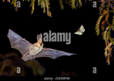 Braune Langohr-Fledermaus (Plecotus auritus), die in der Waldumgebung in der Luft Motten fangen. Wildnis-Szene der Natur in Europa. Stockfoto