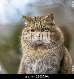 Niedliches Nahaufnahme Porträt männlicher Europäischer Wildkatze (Felis silvestris) in natürlicher Bergwaldumgebung Stockfoto