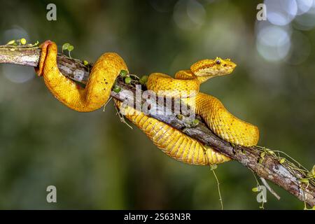 Bothriechis schlegelii ist eine Art giftiger Grubenviper aus der Familie der Viperidae. Naturszene in Zentralamerika Stockfoto