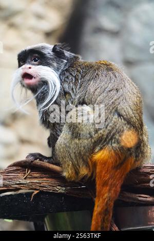 Vertikale Nahaufnahme eines niedlichen bärtigen Kaisers Tamarin, südamerikanischer kleiner Affe, der mit offenem Mund auf einem Baumzweig im Amazonas-Regenwald sitzt Stockfoto