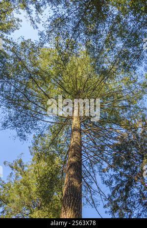Bäume im Wald. Ich schaue auf die Höhe der Bäume Stockfoto