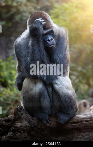 Silverback Western Lowland Gorilla isoliert vor unscharfem Dschungel Hintergrund. Nachdenklicher Gorilla in warmem Licht. Ideal für Naturschutz und Tierwelt. Stockfoto