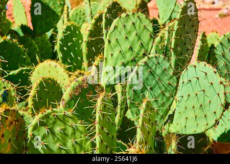 Feigenkakteen mit Sonnenlicht und dynamischen Schatten Stockfoto