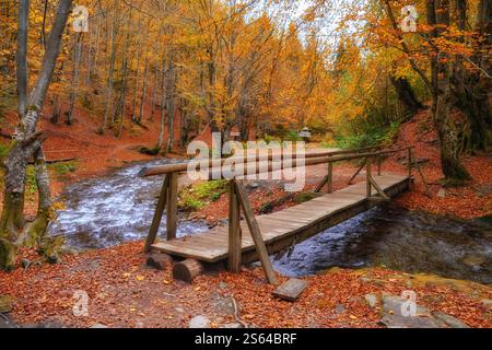 Tauchen Sie ein in die Ruhe des Herbstes, während Sie eine malerische Waldszene erleben. Ein kleiner Gebirgsbach schlängelt sich anmutig durch die Vibran Stockfoto