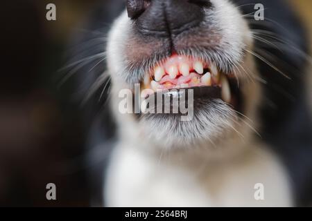 Gefährlicher wütender Hund. Aggressiver Welpen mit Collie und Zähnen, die aggressiv gefährlich aussehen. Wächter knurrender gruseliger Hund bereit für Angriff. Mit Tollwut infiziertes Haustier. Stockfoto