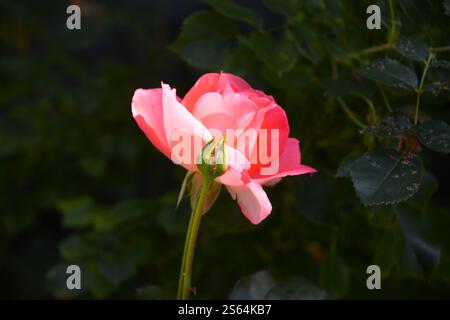 Schöne einzelne rosa Rosenblüte und kleinere Rosenknospen in der Sonne in einem Garten an einem schönen Sommertag. Stockfoto