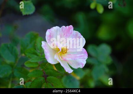 Wunderschöne und einzigartige mehrfarbige weiße, rosa und gelbe Rose blühen in der Gartensonne. Stockfoto