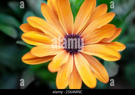 Osteospermum Dalina Orange - Cape Daisy Osteospermum (x) ecklonis Dalina® Orange, Juni, Großbritannien. Stockfoto