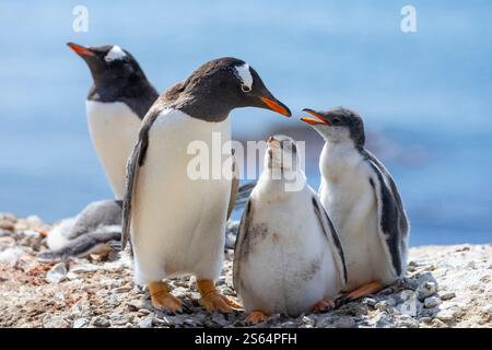 Gentoo-Pinguin (Pygoscelis papua) füttert seine beiden großen Küken in der Antarktis Stockfoto