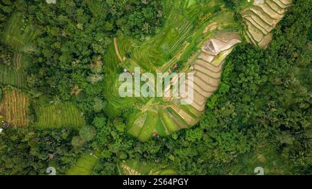Aus der Vogelperspektive auf Reisterrassen in einem grünen Wald, die Landwirtschaft mischt Stockfoto