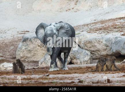 Junger Elefant am Fluss Chobe, der zwischen Chacma-Pavianen steht Stockfoto