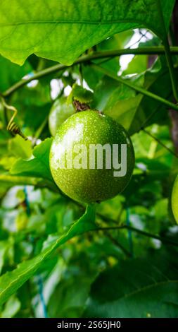 Nahaufnahme einer grünen Passionsfrucht, die an einer Weinrebe hängt, umgeben von üppig grünen Blättern. Stockfoto