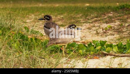 Strandsteinbrach (Esacus magnirostris) ist ein großer, bodenlebender Vogel, der im Sand nistet und pro Saison ein Ei direkt über der Flut legt. Stockfoto