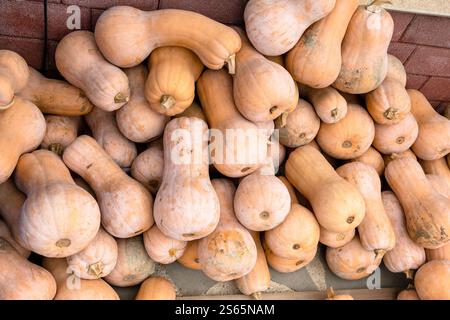 Reisen Sie nach Georgien - Haufen Butternusskürze auf dem Dorfmarkt in der Region Kakheti in Georgien Stockfoto