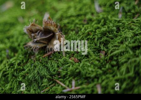 Nahaufnahme einer Beechnut auf weichem Moos Stockfoto