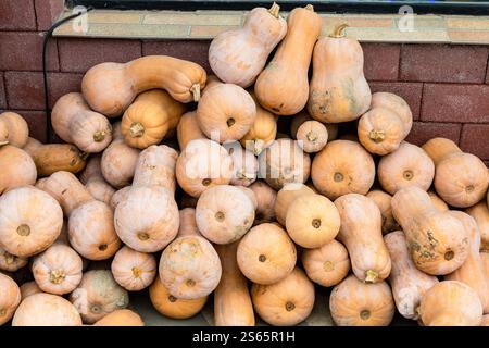 Reisen Sie nach Georgien - Haufen Butternusskürze auf dem Dorfmarkt in der Region Kakheti in Georgien Stockfoto