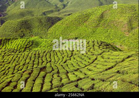 Landschaftlich reizvolle Aussicht auf die Teeplantage Bharat in den Hügeln des Cameron Highlands in der Nähe von Tanah Rata in Pahang, Malaysia. Stockfoto