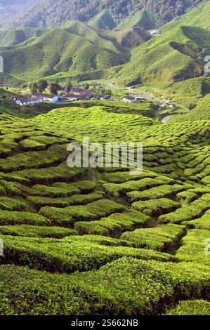 Landschaftlich reizvolle Aussicht auf die Teeplantage Bharat in den Hügeln des Cameron Highlands in der Nähe von Tanah Rata in Pahang, Malaysia. Stockfoto