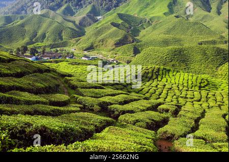 Landschaftlich reizvolle Aussicht auf die Teeplantage Bharat in den Hügeln des Cameron Highlands in der Nähe von Tanah Rata in Pahang, Malaysia. Stockfoto