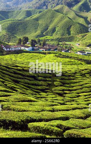 Landschaftlich reizvolle Aussicht auf die Teeplantage Bharat in den Hügeln des Cameron Highlands in der Nähe von Tanah Rata in Pahang, Malaysia. Stockfoto