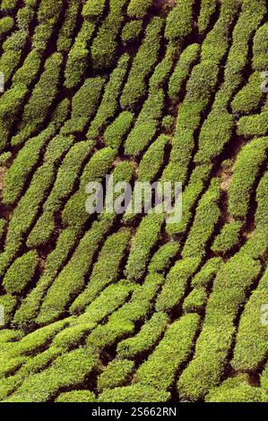 Landschaftlich reizvolle Aussicht auf die Teeplantage Bharat in den Hügeln des Cameron Highlands in der Nähe von Tanah Rata in Pahang, Malaysia. Stockfoto