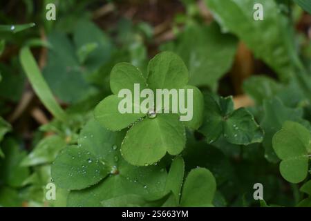 Nahaufnahme eines vierblättrigen Klees mit Wassertröpfchen, die Glück und Schönheit der Natur symbolisieren. Zufällige Aufnahmen von meiner Kamera. Liebte die Natur Tautropfen. Stockfoto