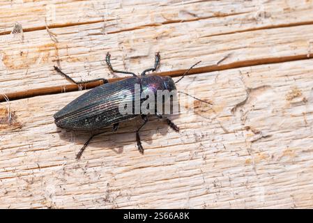Buprestis haemorrhoidalis aus Metall, gehört zum Stamm Buprestini, den Juwelenkäfern; in seinem Lebensraum auf einer toten Fichte in Finnland Stockfoto