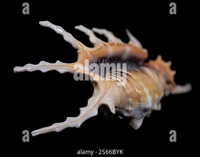 Nahaufnahme einer Skorpion Conch Shell auf schwarzem Hintergrund. Die Schale hat komplizierte Grate, leuchtende braune und weiße Muster und ein natürliches G Stockfoto