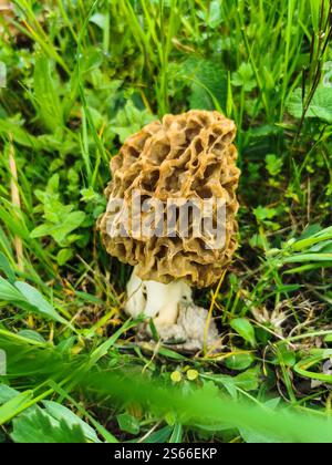 Ein einzelner Gelbmoorpilz wächst im Frühjahr auf der Wiese - Nahaufnahme Stockfoto