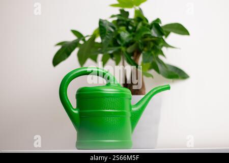 Eine grüne Gießkanne in der Nähe einer Pachira aquatica Pflanze, die in einem Topf wächst, der auf einem weißen Tisch in einem Zimmer zu Hause steht Stockfoto