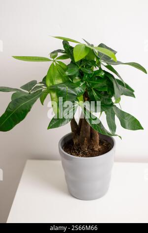 Eine Pachira aquatica Pflanze, die in einem grauen Topf wächst und auf einem weißen Kommode-Tisch in einem Zimmer zu Hause steht Stockfoto