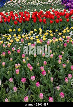 Die Fülle an Farben und Düften verschiedener Blumenarten, die im Frühlingsgarten blühen Stockfoto