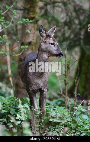 rehe auf der Jagd bei Tageslicht, Dorset, Großbritannien Stockfoto