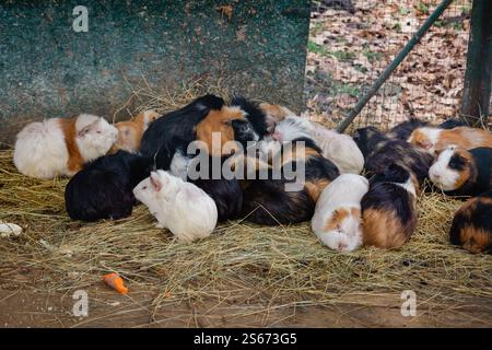 Meerschweinchen sie sitzen nebeneinander, um im Winter warm zu bleiben. Die Ferkel sind im Käfig. Stockfoto