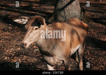 Berghind mit gestochenen Ohren. Nahaufnahme. Stockfoto