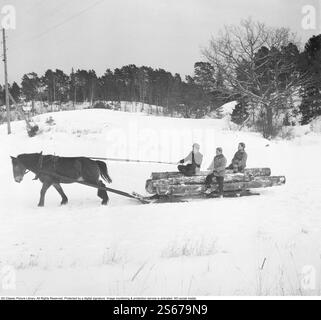 In den 1950er Jahren Drei Männer sitzen auf einem Schlitten mit Bäumen und einem Pferd, das die schwere Last nach vorne zieht. 1954 Kristoffersson Ref. BO23-2 Stockfoto