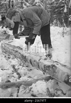 Während des Zweiten Weltkriegs. Der Krieg erschwerte den Import von Kohle für Heizhäuser und Wohnungen. Statt Kohle musste Holz verwendet werden. In Großstädten wie Stockholm konnte man große Holzhaufen entlang der Straßen sehen. Viele Männer erhielten befristete Jobs, um am Holzhacken zu arbeiten. Hier sind zwei junge Männer, die in den Wäldern außerhalb der Västmanlandstadt Skinnskatteberg arbeiten. Mit einfachen Werkzeugen wie Sägen und Äxten fielen sie die Bäume. Schweden März 1940. Kristoffersson Ref. 84-8 Stockfoto