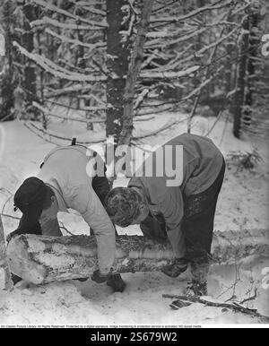 Während des Zweiten Weltkriegs. Der Krieg erschwerte den Import von Kohle für Heizhäuser und Wohnungen. Statt Kohle musste Holz verwendet werden. In Großstädten wie Stockholm konnte man große Holzhaufen entlang der Straßen sehen. Viele Männer erhielten befristete Jobs, um am Holzhacken zu arbeiten. Hier sind zwei junge Männer, die in den Wäldern außerhalb der Västmanlandstadt Skinnskatteberg arbeiten. Mit einfachen Werkzeugen wie Sägen und Äxten fielen sie die Bäume. Schweden März 1940. Kristoffersson Ref. 84-7 Stockfoto
