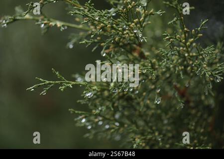 Wassertropfen auf den immergrünen Zweigen im Garten Stockfoto