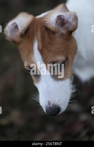 Niedlicher kleiner Jack russel Terrier Welpe läuft draußen im Garten Stockfoto