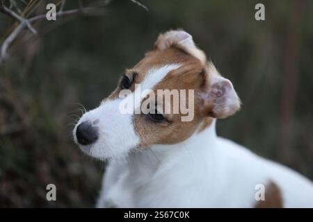Niedlicher kleiner Jack russel Terrier Welpe läuft draußen im Garten Stockfoto