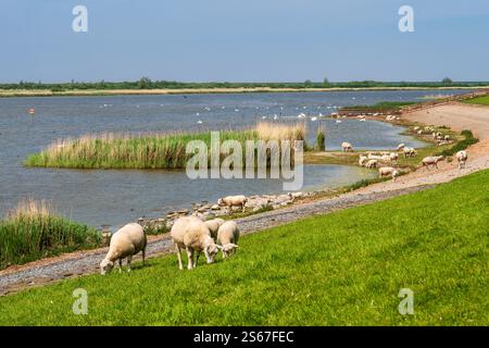 Herde von Weideschafen auf Deich in der Nähe des Naturschutzgebiets Makkumer Noardwaard, Makkum, Friesland, Niederlande Stockfoto
