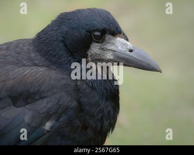 Crow portrait from side in the park agains green blurred background. Rook headshot with feather detail Stockfoto