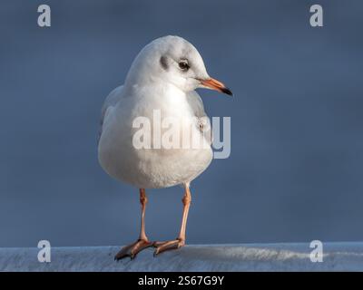 Eine ruhige Möwe thront anmutig vor den tiefblauen Farbtönen des Shannon River und verkörpert die Ruhe und Schönheit der Tierwelt an der Küste Stockfoto