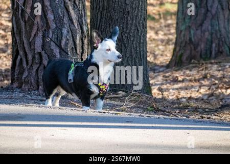 Ein schwarzer Corgi mit weißen Flecken, der mit seinem Besitzer auf einem Waldweg spaziert. Stockfoto