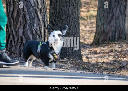 Ein schwarzer Corgi mit weißen Flecken, der mit seinem Besitzer auf einem Waldweg spaziert. Stockfoto