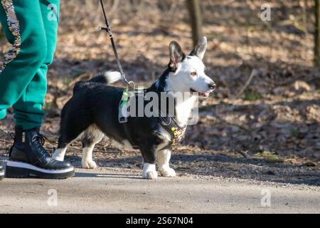 Ein schwarzer Corgi mit weißen Flecken, der mit seinem Besitzer auf einem Waldweg spaziert. Stockfoto
