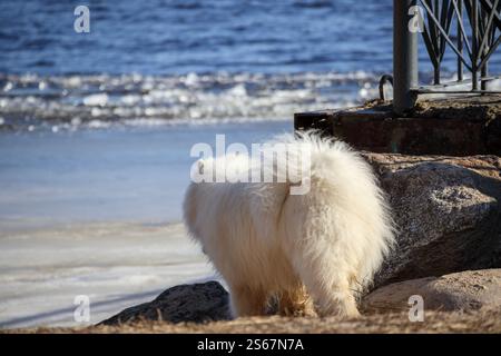 Ein weißer, flauschiger Hund ​​with steht am Wasser und blickt auf seine Oberfläche. Stockfoto