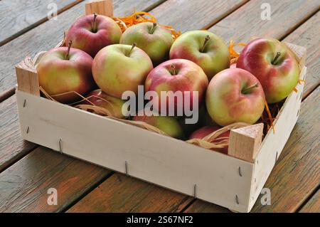 Reife Äpfel in einer Kiste Stockfoto